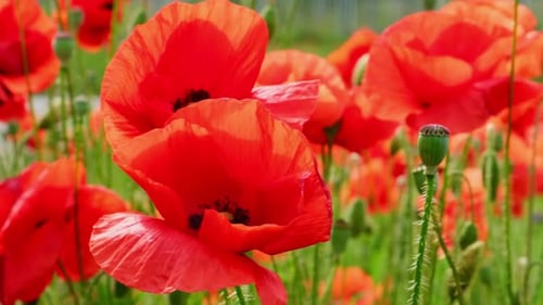 Red Poppy Flowers in a Wild Field
