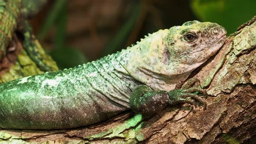 The Utila Iguana (Ctenosaura bakeri) resting on a tree branch in its natural habitat.