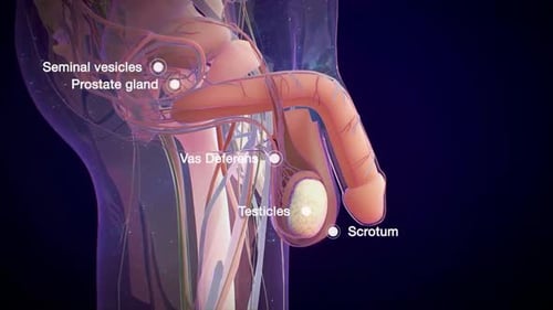 3D Animation of Male Reproductive System and Anatomy