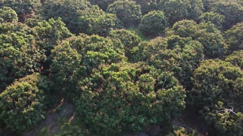 Aerial view of summer in forest. Drone shoot above mixed forest, green deciduous trees in countrysid