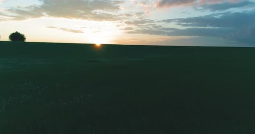 UHD Aerial View Low Flight Above Rural Summer Landscape with Endless Green Field at Sunny Summer