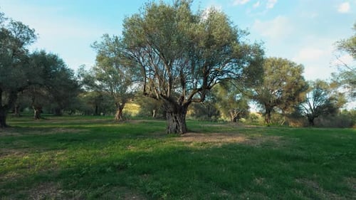 Italian Olive Field Under Blue Sky