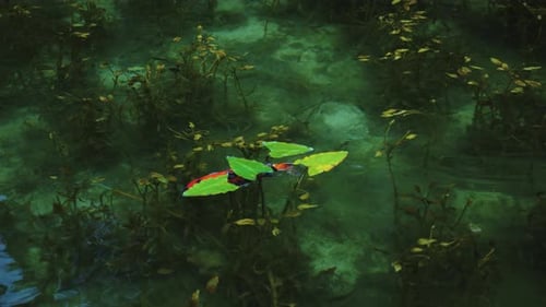 Hermosas carpas koi nadan en las aguas cristalinas del estanque de Monet