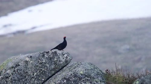 Black Grouse Standing on a Rocky Outcrop