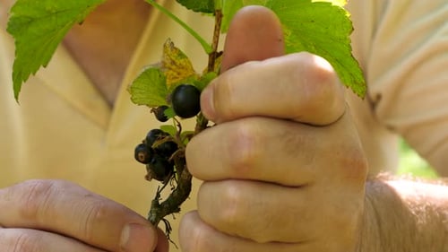Man Harvesting Fresh Black Currants from Plant