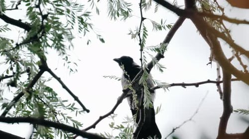 Close up of a small bird perched on a tree branch, pecking gently among green leaves against a brigh