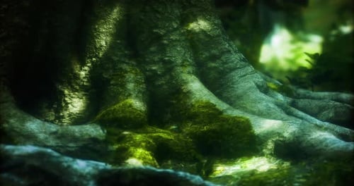 Majestic Tree Roots Covered in Moss in a Serene Forest Setting During Daylight