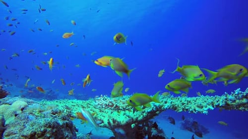 Underwater Coral Tropical Reef Marine