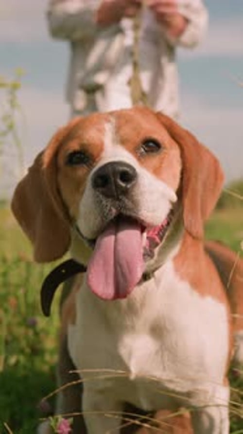CloseUp of Happy Beagle with Leash in Grassy Field Held By Owner