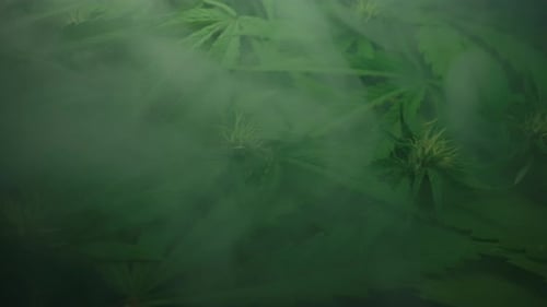 Macro Cannabis Plant Bush Smoke Cloud Organic Grow of Herbal Indica Marijuana