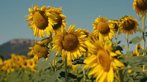 Close-up sunflower field at sunset