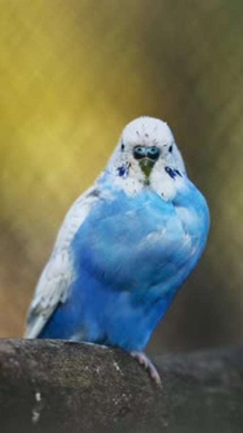 Perroquets bleus sur une branche