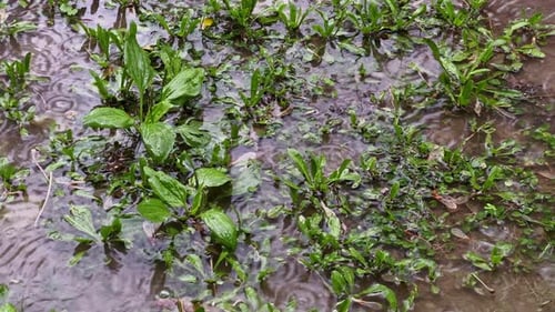 Regen auf einem natürlichen grünen Boden 2