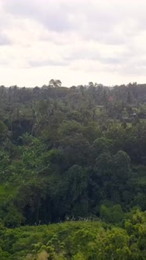 Vertical of Natural Park on Bali Indonesia Island Aerial