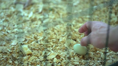 Bauer, Mann, Hand haltend Ei, Geflügel, Huhn, Truthahn, Landwirtschaft, Landwirtschaft, Lebensmittel, ländlicher Markt