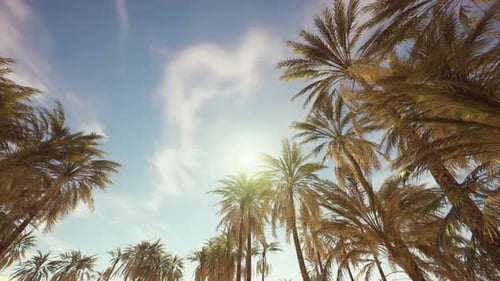 Palm Trees and Blue Sky at Tropical Coast
