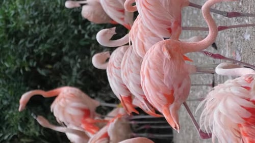 Bright Flamingos Stand in a Group Against the Background of Green Trees The Wild Nature Vertical