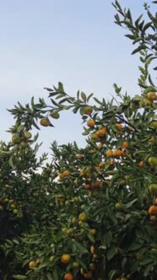 Abundant Tangerine Tree Orchard on a Sunny Day