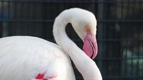 Großer Flamingo in seiner Schönheit, der in der Sonne steht