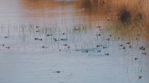 Wildtierszene im Sumpf, Grasfrösche springen mit dem Kopf aus dem Wasser, Tag