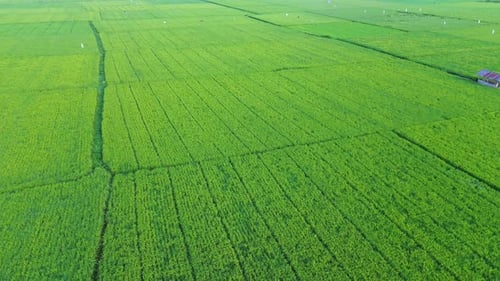 Aerial View of Lush Green Rice Fields