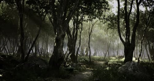 Mysterious Forest Path Invites Exploration on a Foggy Morning