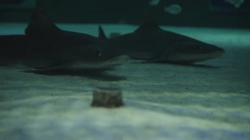 Two sharks are lying on the sandy bottom, one is swimming away, close-up.