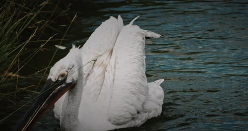 White Pelican Flapping Wings on