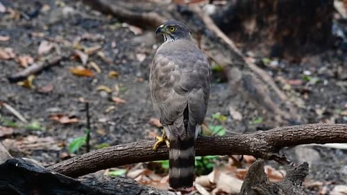 The Crested Goshawk is one of the most common birds of prey in Asia and belonging to the same family