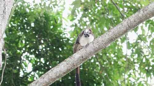 Spider monkey ape primate sitting on branch looking down, jungle rainforest tree, exotic landscape n
