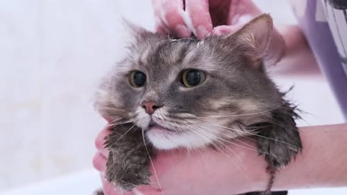 Cat Gets Bathed by Person Close Up