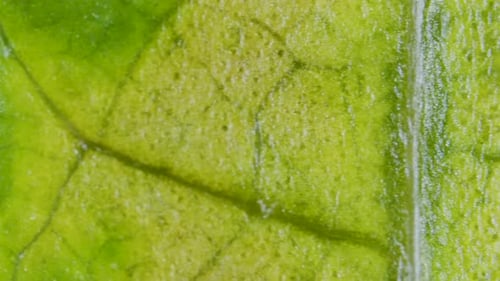 Plant chlorosis