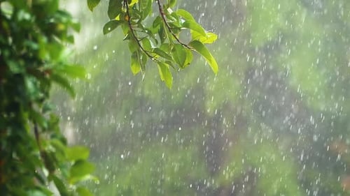 Rain And Trees