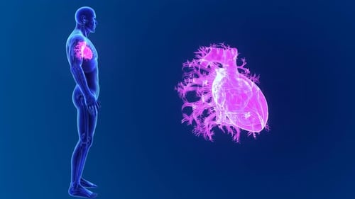 Human heart and vascular system anatomy visual display