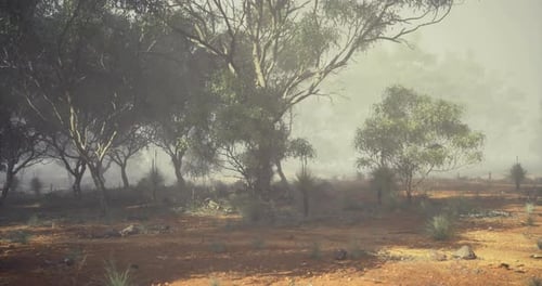 Misty Morning in a Serene Forest with Eucalyptus Trees and Soft Light