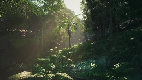 Sunbeams Glimmer Through Enchanted Jungle Canopy Dark Forest