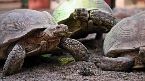 Wild Animals Beautiful Turtles Crawl on Sandy Shore Background of Stones in Zoo
