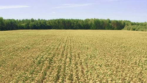 Feld mit reifen Sonnenblumen vor der Ernte auf landwirtschaftlichen Landplantagen