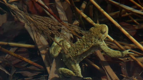 Wild Toad In The Clear Water Surrounding Lake In Berchtesgaden, Germany.