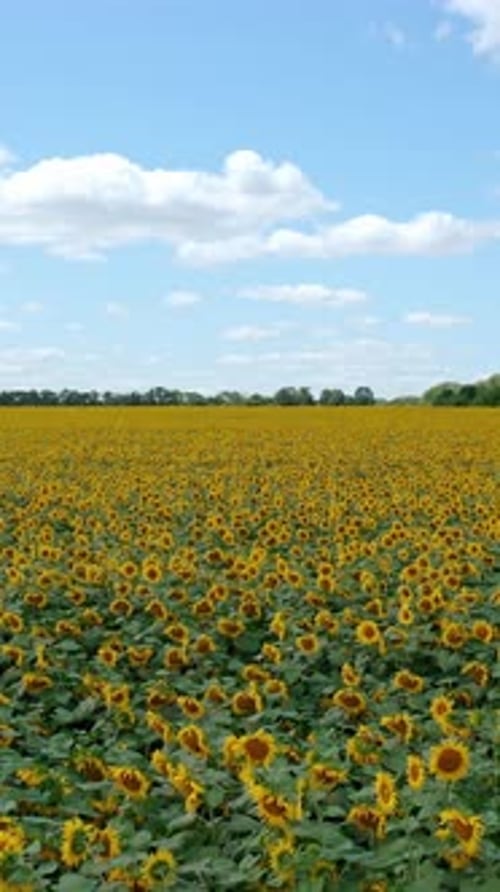 Sonnenblumenfeld unter blauem Himmel. Wunderschöne Sonnenblume, die im Sommer auf einem riesigen Feld blüht
.