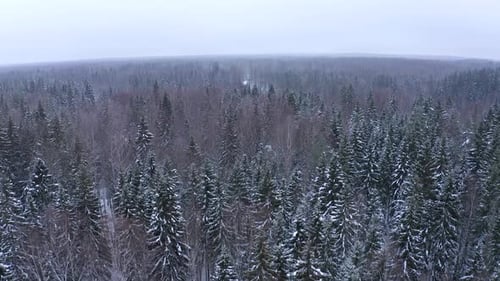 Top view of pine trees with branches covered with snow and during fog