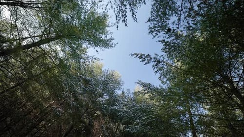 Forest canopy looking up to blue sky and evergreen branches covered in white snow