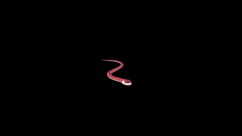 Cartoon Snake Wiggling Animation Loop