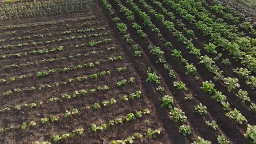 Slow motion shot while moving camera right to left alongside row of red beetroots or chard growing