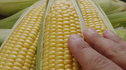 Close-up shot of ripe corn heads with corn whiskers and leaves.