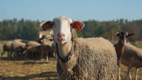 A curious Lacaune dairy sheep on a rural pasture and warily gazing at the camera