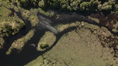 Bird's Eye View Of The Lake Full Of Plants Floating On The Water. descending drone shot