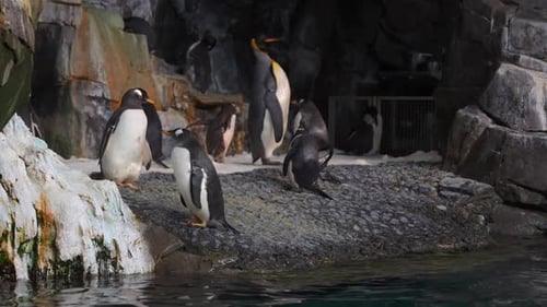 Pingouins nageant et jouant au parc pendant la journée
