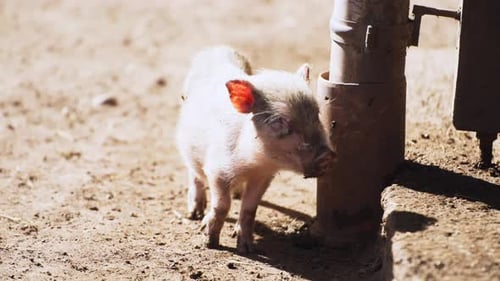 Miniature pigs, also called mini pig, or Pygmy pig, or teacup pigs walk inside an enclosure
