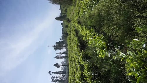 beautiful mountain video vertical view of hilly nature panorama, and tall green trees with green tea